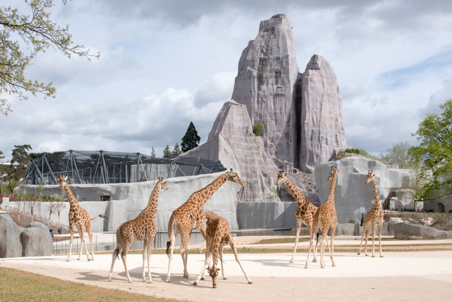 Parc zoologique de Paris (zoo de Vincennes) - 08/04/2014