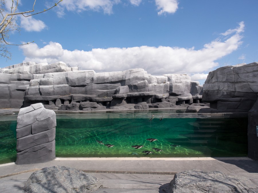 Parc zoologique de Paris (zoo de Vincennes) - 08/04/2014